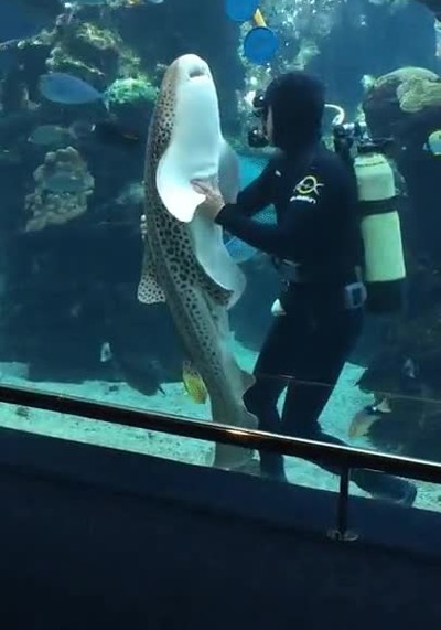 amor,surgir,traje,submarinista