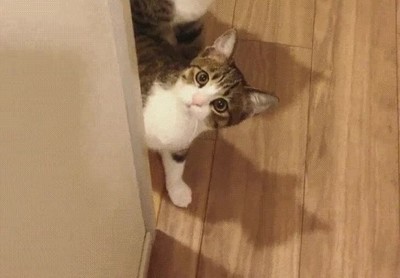 traer,juguete,nuevo,escuela,cara,gatos