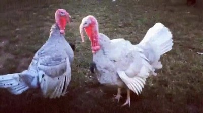 cansar,bromitas,mejor,amigo