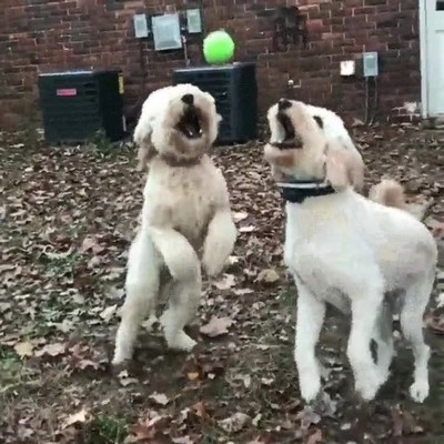 lucha,pelota,perros
