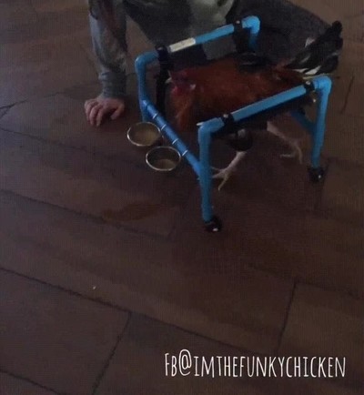 gallo,aprender,andar,lesi&oacute;n