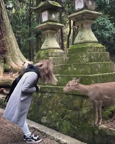 Enlace a Los ciervos de Nara cada vez son más educados 