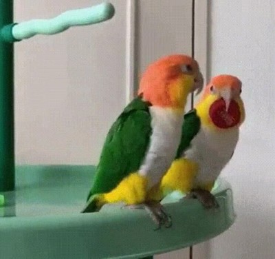 troll,robo,cara,saltitos