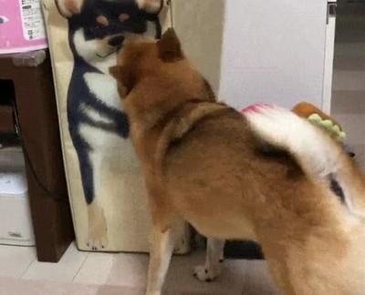 perro,confundido,bolsa