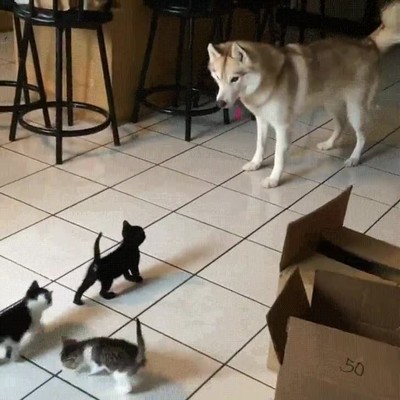 reacci&oacute;n,husky,conocer,gatos,perro