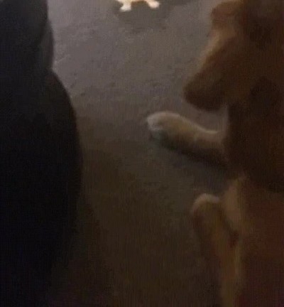 perro,capaz,ver,filtro,snapchat