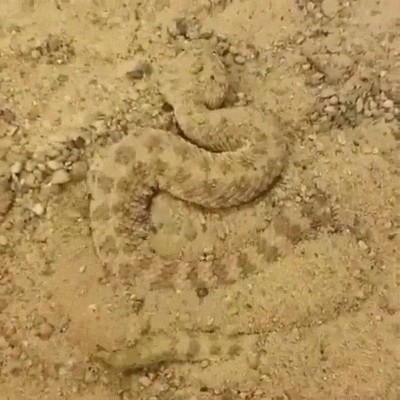 camuflar,serpiente,víbora de arena