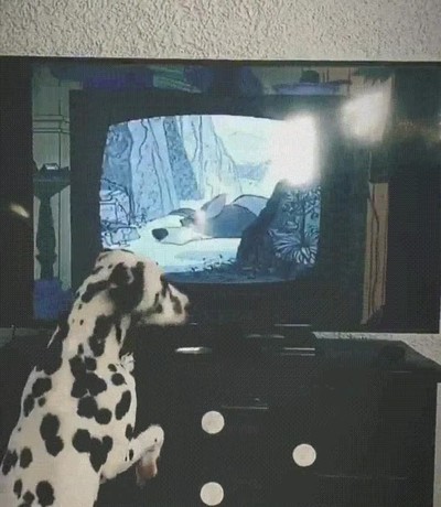 pel&iacute;cula,favorita,perro,dalmata