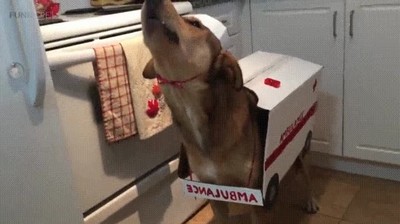 ambulancia,perro,sirena