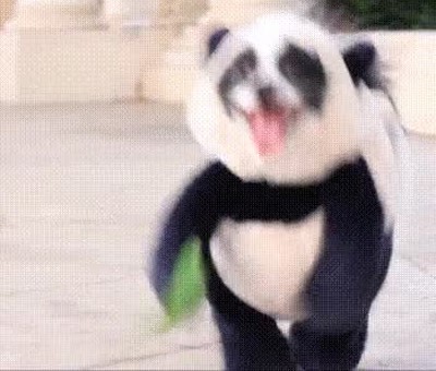 perro,contento,disfraz,panda