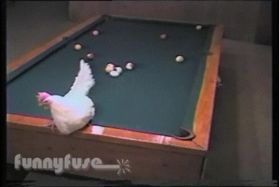 asumir,gallina,jugar,billar