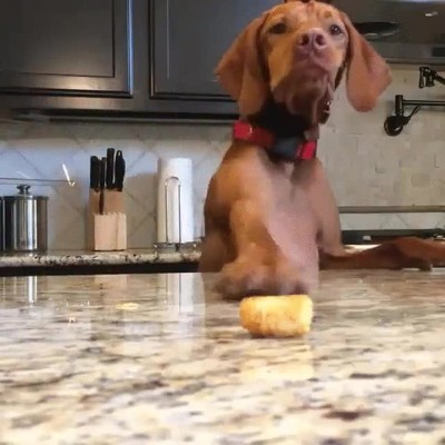 cerca,lejos,perro,comida