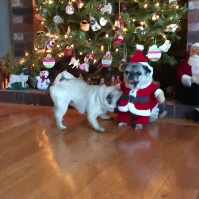 Santa claus,recibido,perro