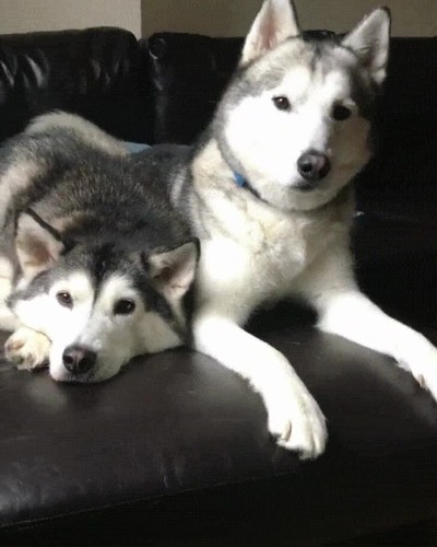 perros,palabra,magica,salir,paseo