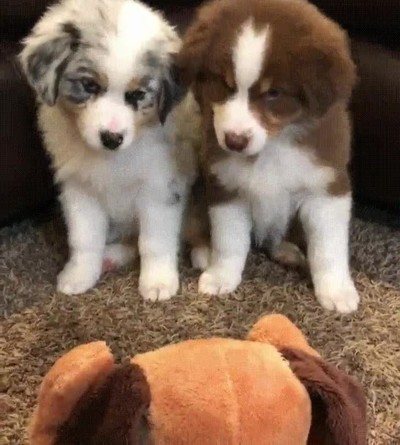 Enlace a Perros que no entienden esos juguetes para humanos tan raros 