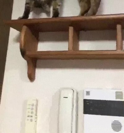 gatos,comodos,posturas,raras