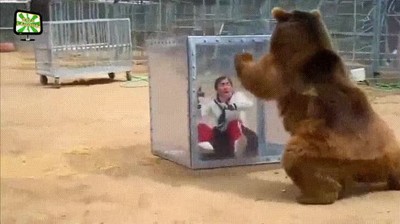 fotografia,oso,gris,peligro,caja