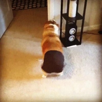 Enlace a Cuando llegas a casa y te quitas los pantalones después de un largo día de trabajo