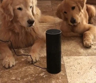 reacci&oacute;n,dos perros,probar,nuevo,Amazon Echo