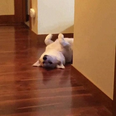 perro,encontrar,postura,perfecta