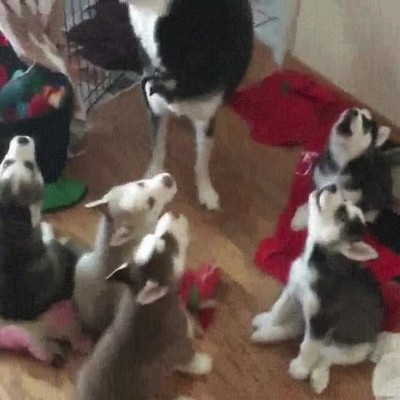 fechas,reunion,cantar,villancicos