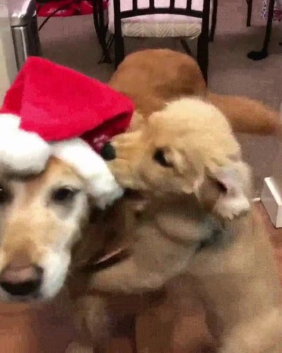 casa,perro,navidad,gorro