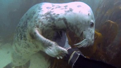 focas,perros,orejas,rascar