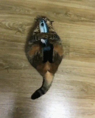 semanas,pareja,gato,amor