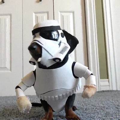 perro,fan,star wars,preparado,peli