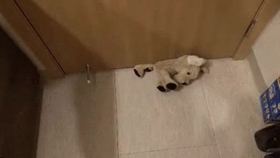 pillar,perro,robar,casa