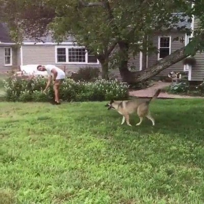 perro,escalar,arbol,recuperar,juguete