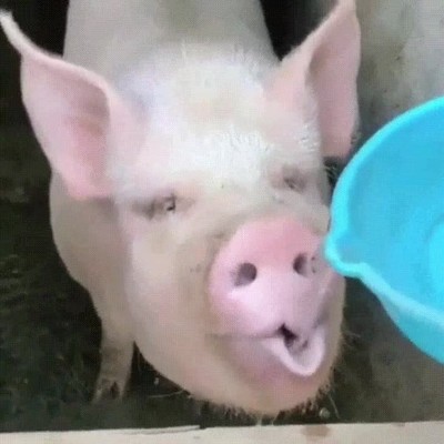 Enlace a Seguro que hasta ahora no habías visto a un cerdo bebiendo a morro