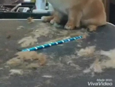 peluquero,dormir,perro