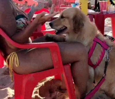 perro,abrazo,playa,silla