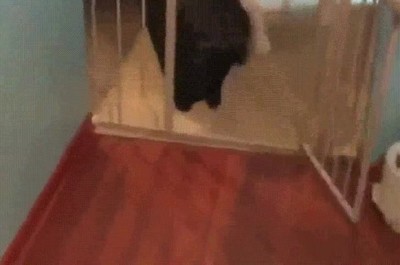 perro,humano,maleta vacaciones