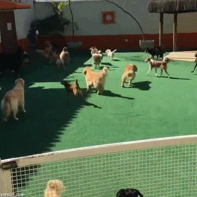 jugar,lanzar,frisbee,amigos,perros