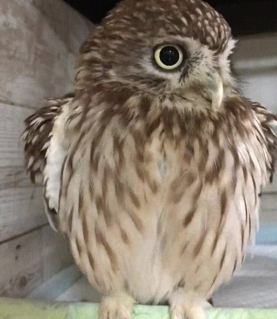 persona,gustar,postureo,inflar