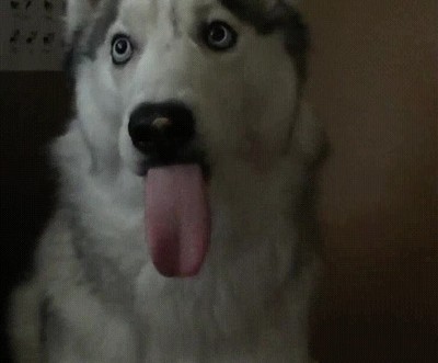 amigo,abrir,paquete,galletas,clase,perro