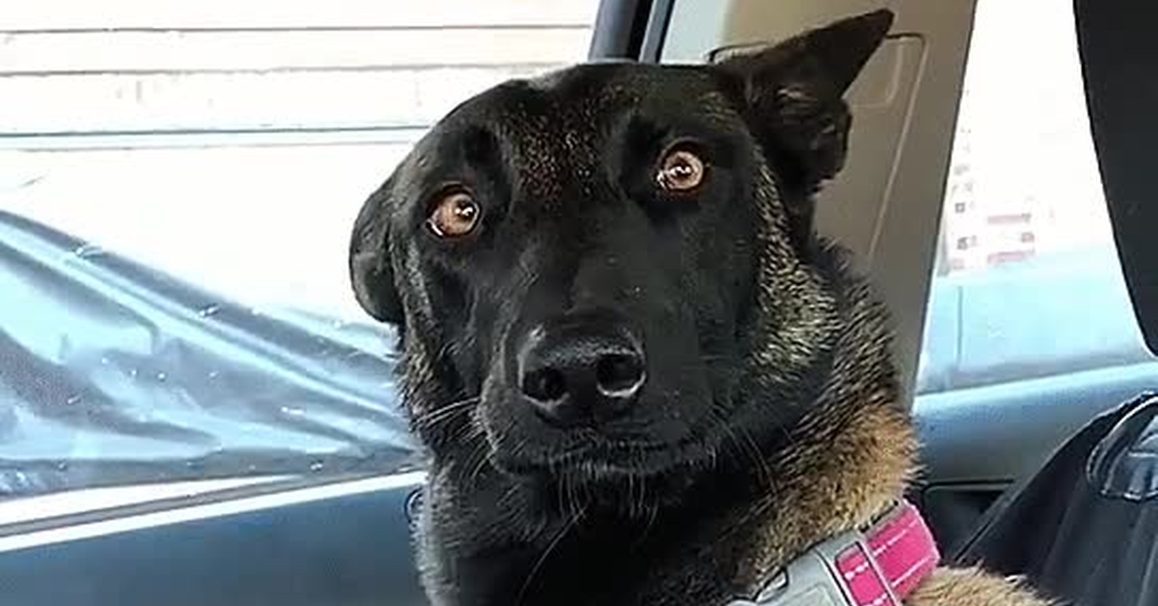 Собака в шоке