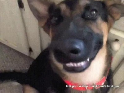 perro,selfie,cara,foto