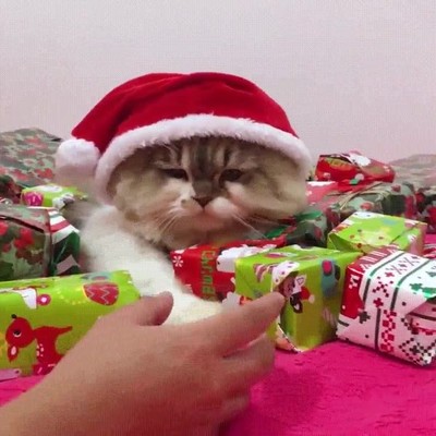 tocar,regalo,navidad,gato