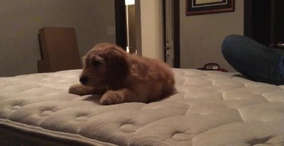 emocionante,momento,perro,conocer