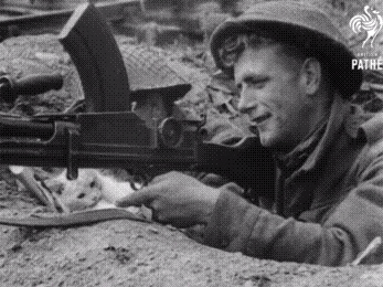 1940,gato,guerra,trincheras