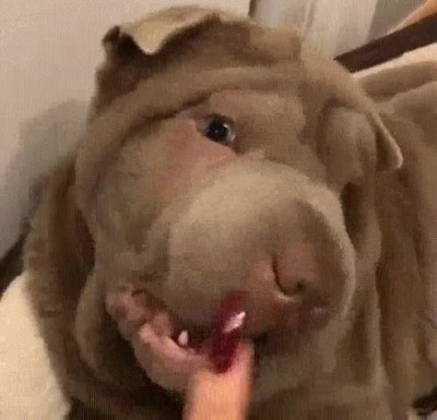 perro,u&ntilde;a,batalla,epica