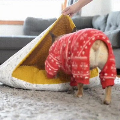 plan,favorito,domingos,perro