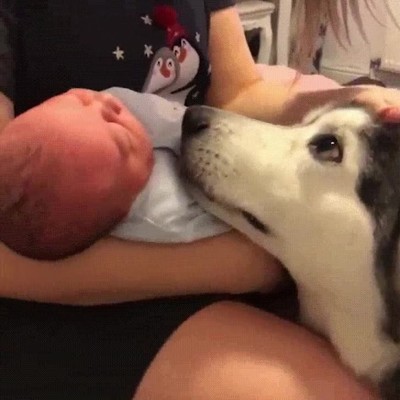 perro,enamorado,humano,bebe