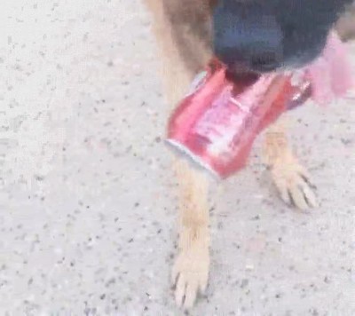 perro,implicado,lata,basura