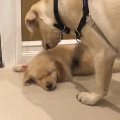 hijo,levantar,perro,llegar,tarde,clase