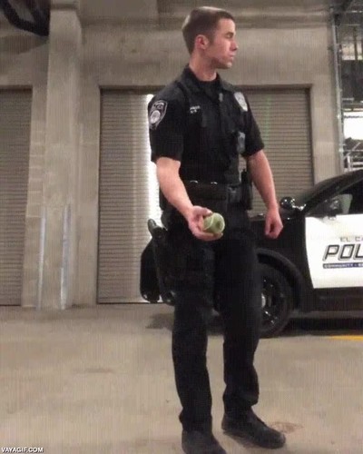 the flash,perro,unidad,canina