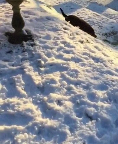 perro,divertir,croqueta,nieve